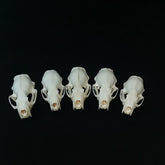 Mink Skull | Natural Animal Bone Specimen | Ornament | Collectible | Bone Carving & Bone Product